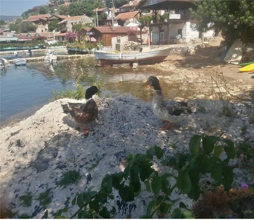 Sahil Pension Kaleüçağız Dış mekan fotoğraf
